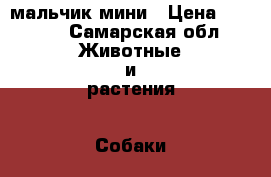 мальчик мини › Цена ­ 7 000 - Самарская обл. Животные и растения » Собаки   